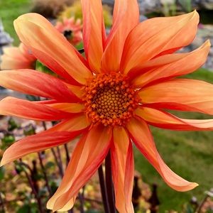 Meet your Posher, Merc